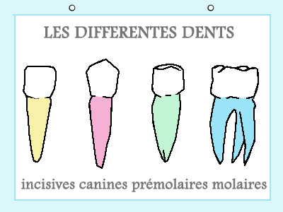 Leçon de sciences